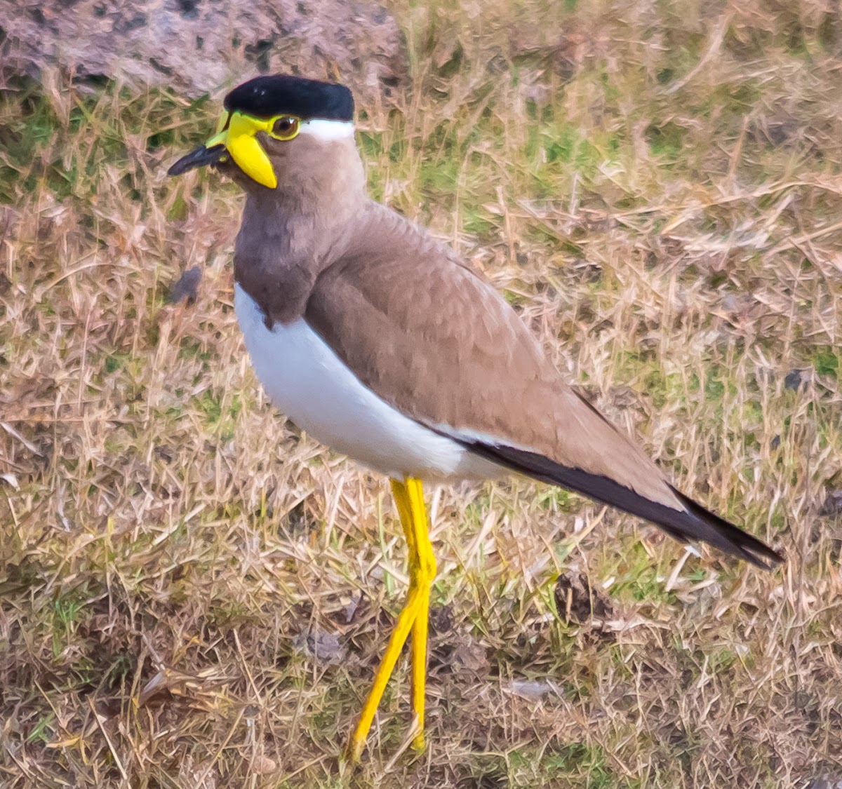 Yellow-wattled lapwing