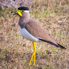 Yellow-wattled lapwing