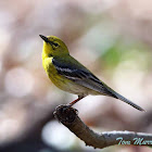 Pine Warbler