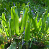 Hart's-tongue fern