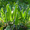 Hart's-tongue fern