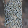 Mud Creeper / Mangrove Whelk