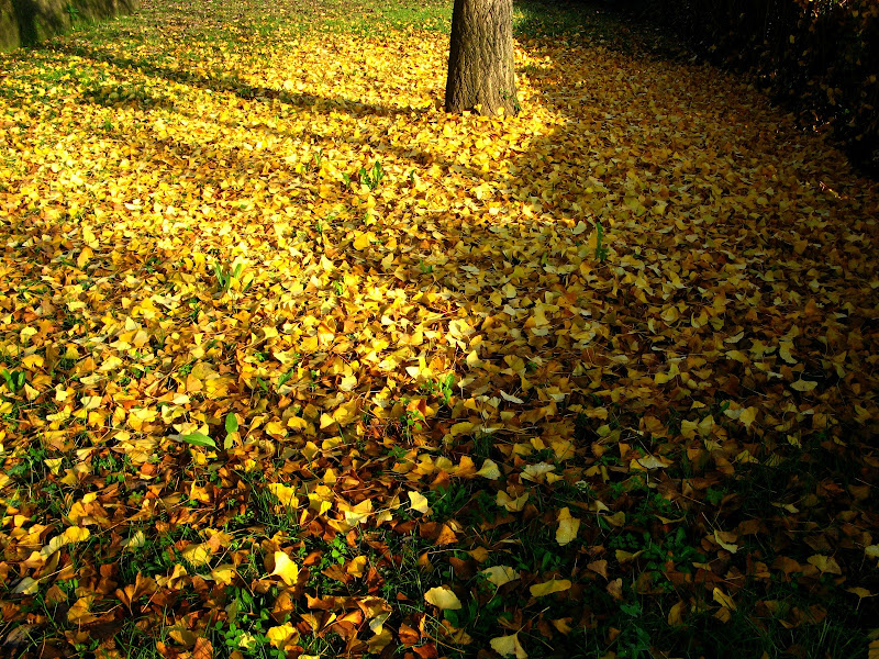 Tappeto autunnale di donyb