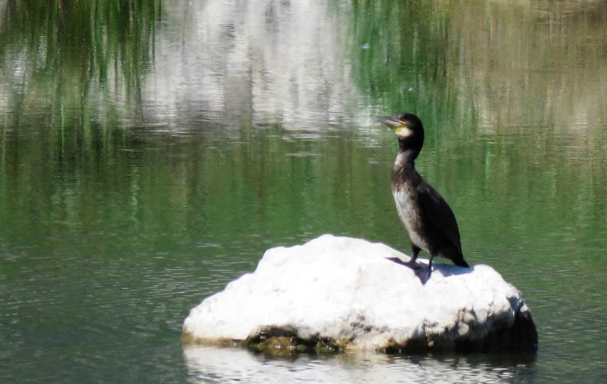 Cormorant