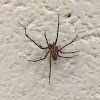 Brown Recluse Spider