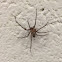 Brown Recluse Spider