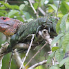 Northern Caiman Lizard