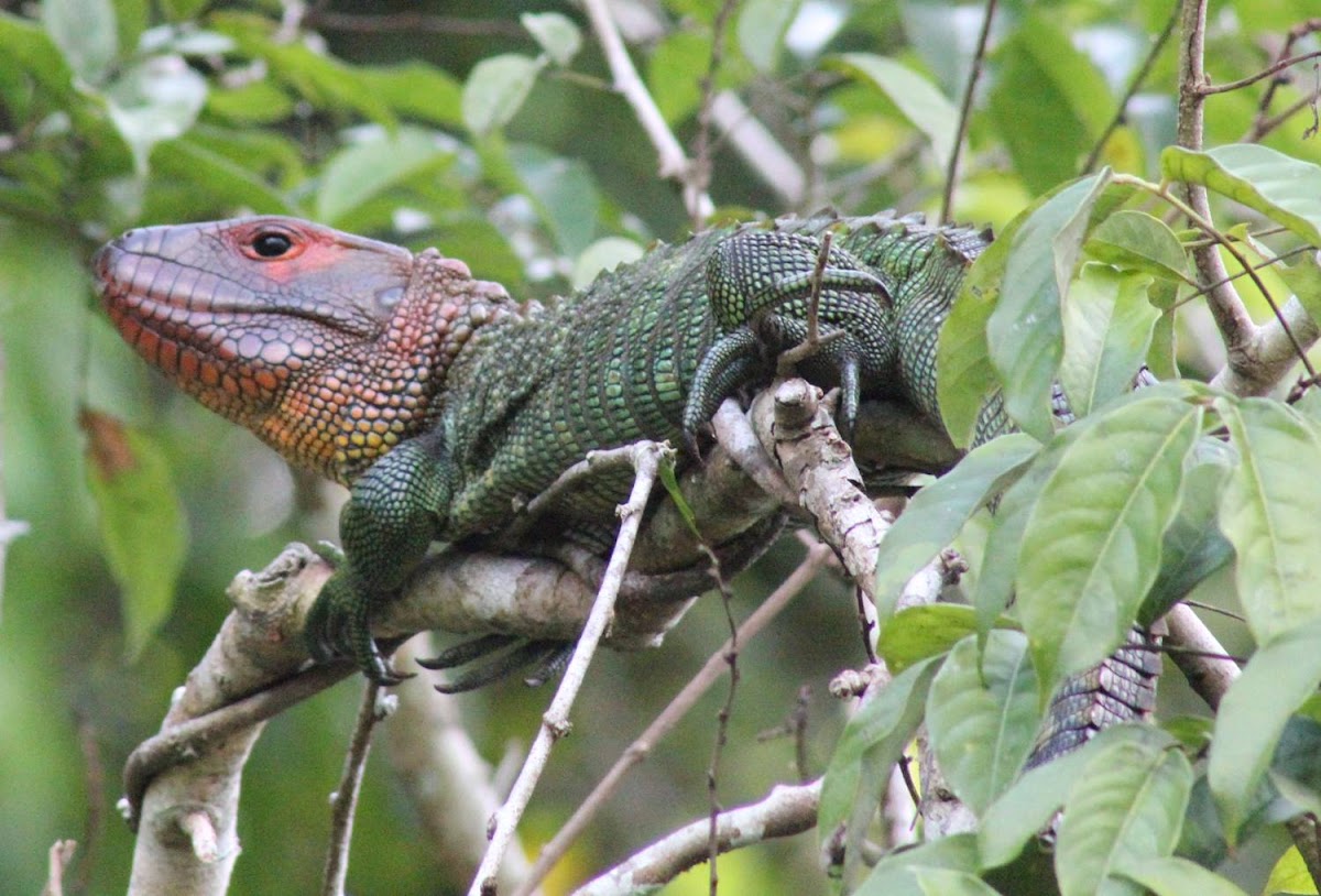 Northern Caiman Lizard