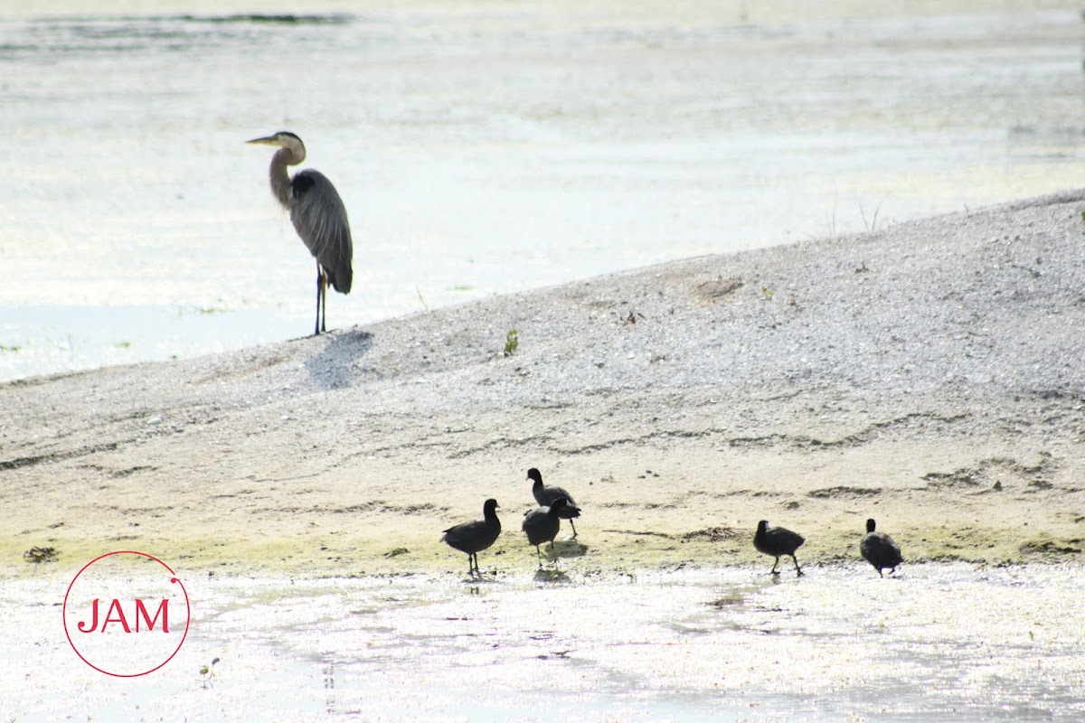 American Coot