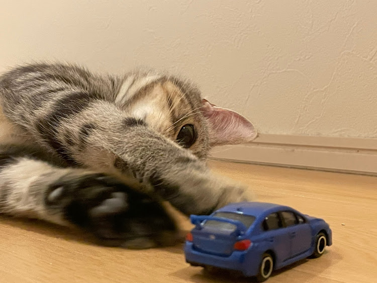 WRX S4の猫・癒しに関するカスタム事例の投稿画像4枚目