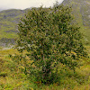 Himalayan birch