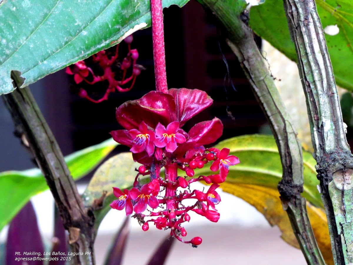 Crimson Medinilla