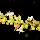 Lycaenidae caterpillar