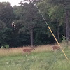 White-tailed Deer