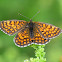 Heath Fritillary