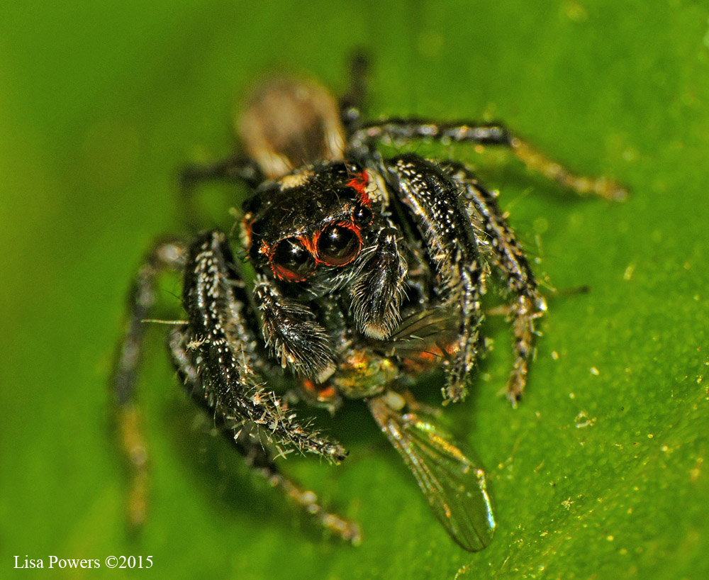 Jumping Spider