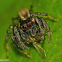 Jumping Spider