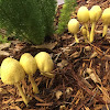 Yellow Parasol, Flowerpot Dapperling