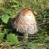 shaggy ink cap