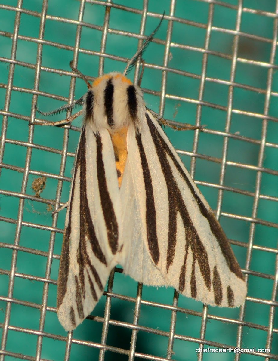 Tiger Moth