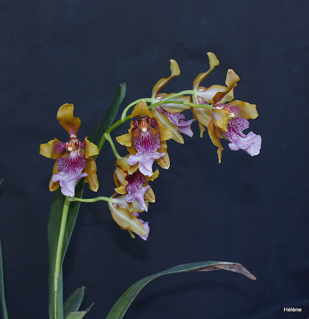 Oncidium (Odontoglossum) wyattianum 6eDo6wv1UdctGNXPiLFTRve27VjWitHBl6uc-MdxIF4p=w616-h635-no