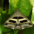 Erebidae moth