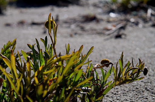 Cotula coronopifolia