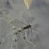 water strider