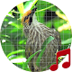 Download Straw-headed bulbul bird sounds ~ Sboard.pro For PC Windows and Mac 1.1.1