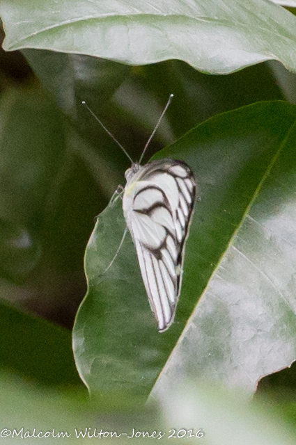 Striped Albatross