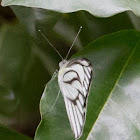 Striped Albatross