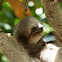 Three-fingered Sloth (Brown-throated Sloth)