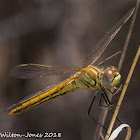 Red-veined Darter