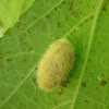 Tiger Moth Coccon( Chrysalis)