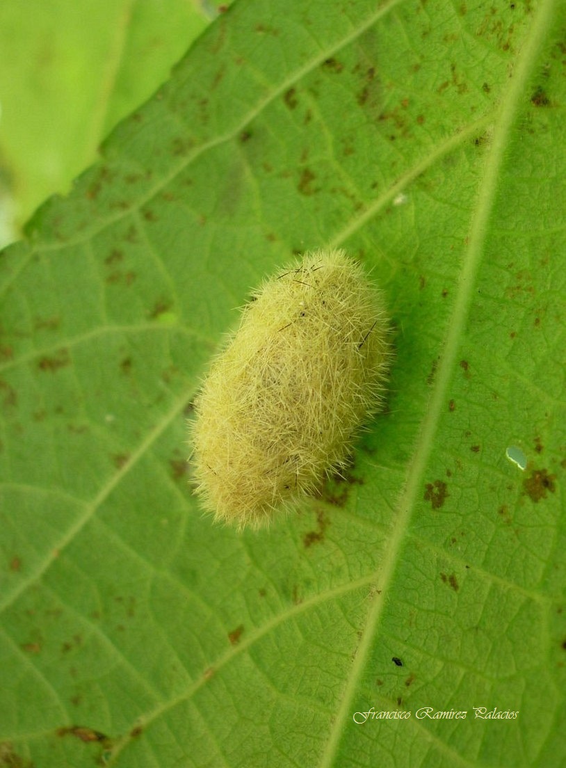 Tiger Moth Coccon( Chrysalis)