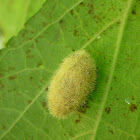 Tiger Moth Coccon( Chrysalis)