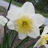 Daffodil