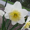 Daffodil