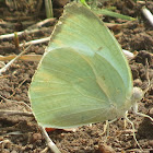 Mottled Oriental Emigrant Butterfly