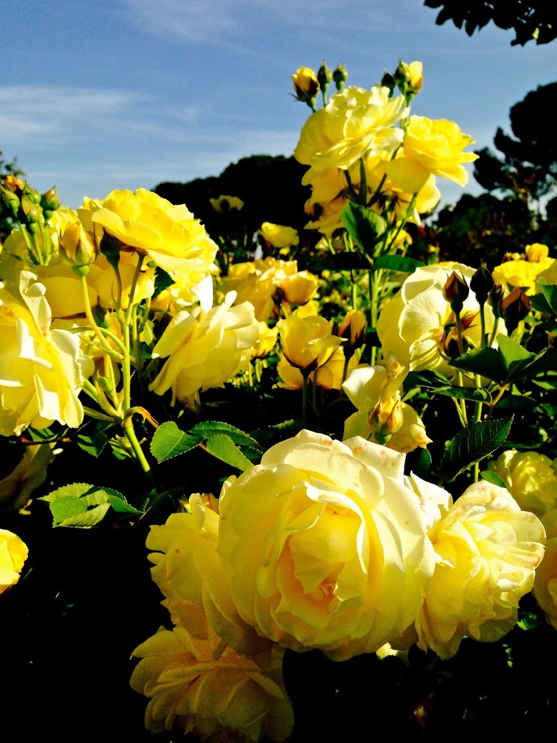 Giallo Gelosia di Alessandra Alba