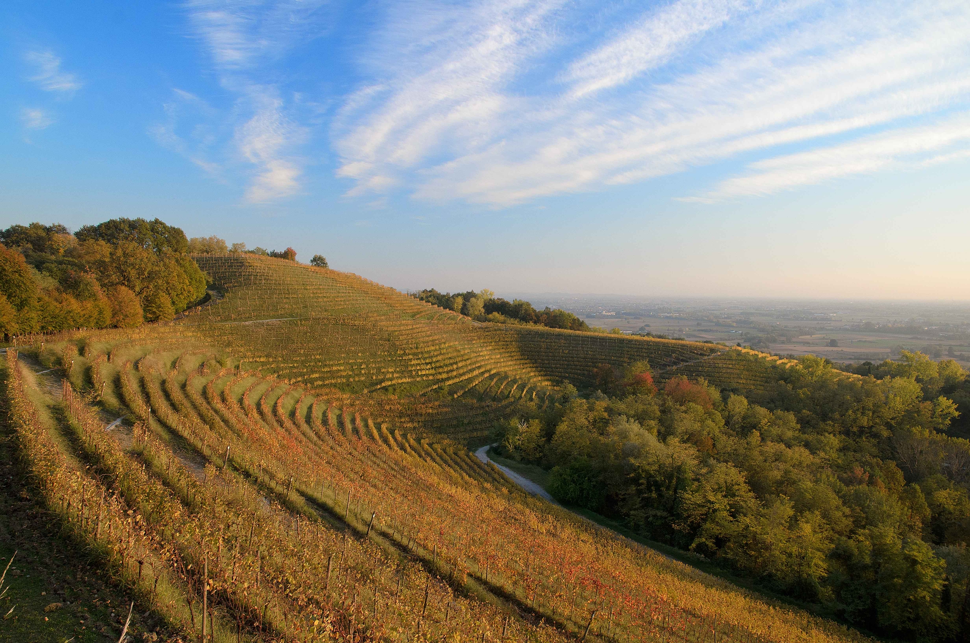 Tramonto sul vigneto di fender79