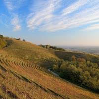 Tramonto sul vigneto di 