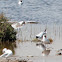 Black-headed Gull; Gaviota Reidora