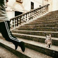 Scala con gatto di 