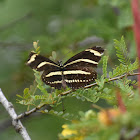 Zebra Longwing