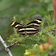 Zebra Longwing