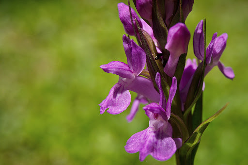 Dactylorhiza elata