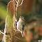 Black and White Warbler