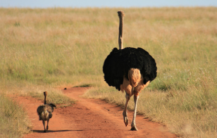 Ostrich mother and child small promo image