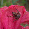 Bold jumping spider